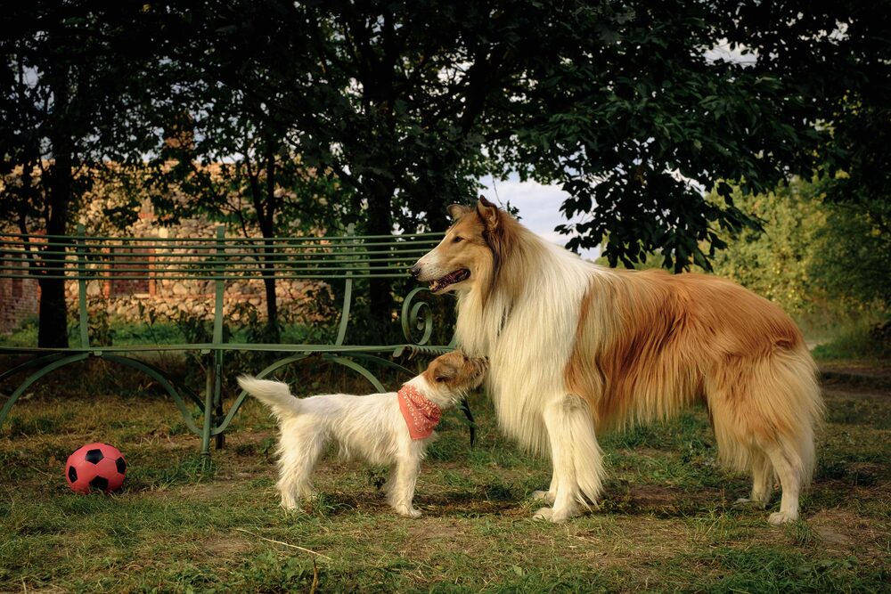 Lassie: Nové dobrodružstvo Legendárny príbeh o Lassie znova ožíva